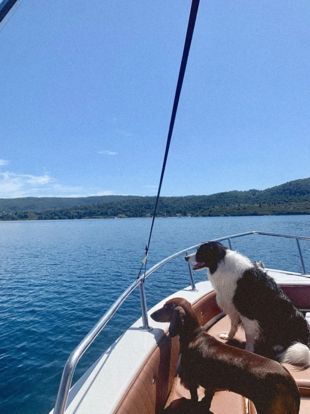 Our favourite neighbours 📍 Om Living Milos 🐶🤍🌊 

#omliving #greece #milos #summer #travelguide